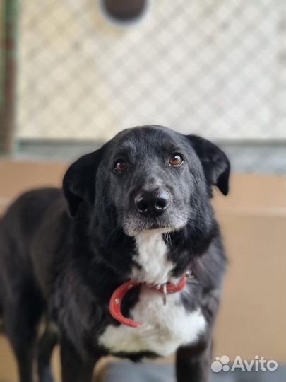 Собака из приюта хочет домой