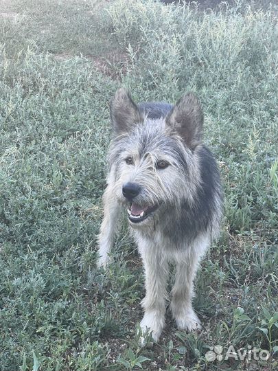 Собака в добрые руки отдам бесплатно