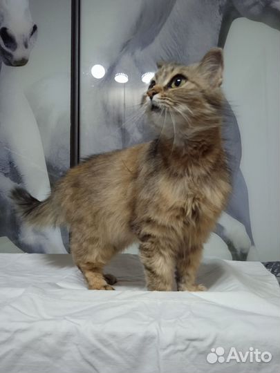 Кошечка, в добрые руки