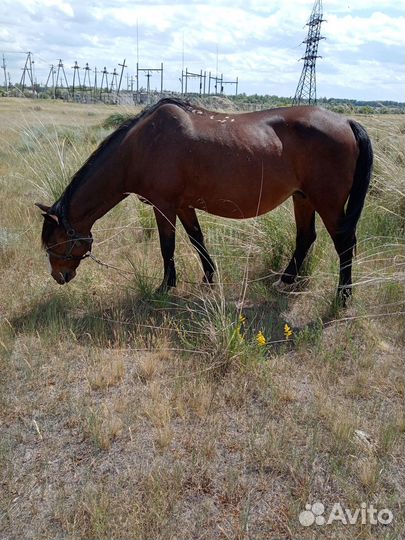 Домашние животные