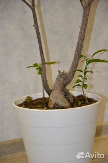 Фикус Бансай