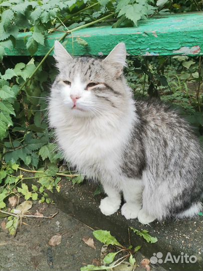 Котик ищет дом