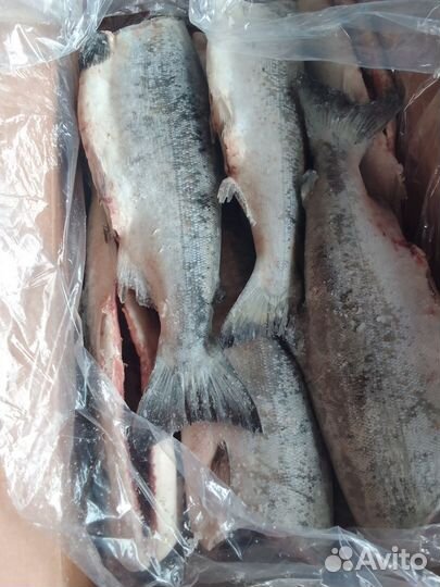 Суповой набор лосось, Кижуч потр. без головы