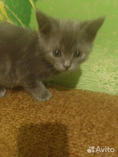 Продам кошечку