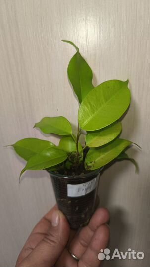 Фикус Еллоу голд