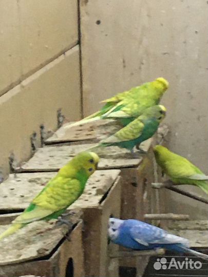 Птенцы волнистый попугай