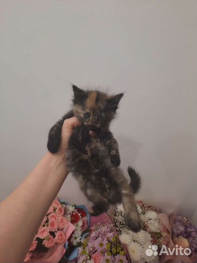 Кошки в добрые руки