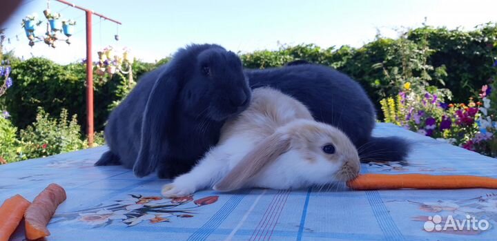 Кролики порода Французский баран