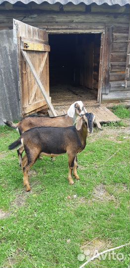 Нубийский козел