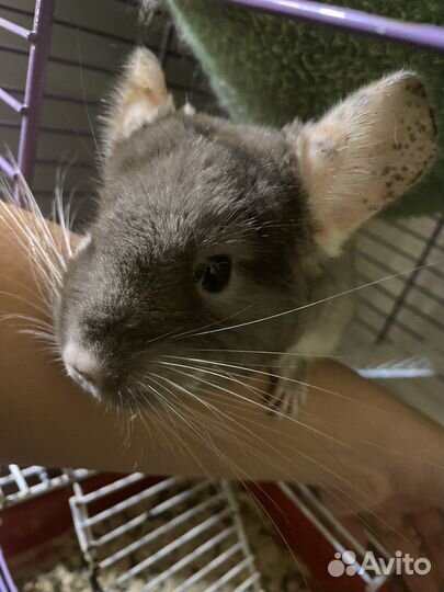Продам шиншиллу со всем комплектующим