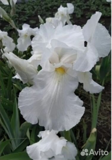 Ирисы бородатые