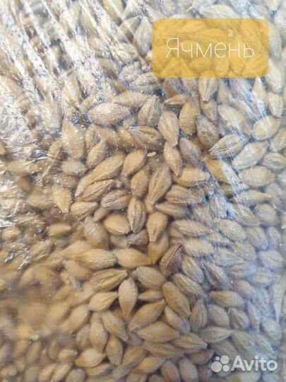 Корма для с/х жив-х - горох, овес, ячмень, пшеница