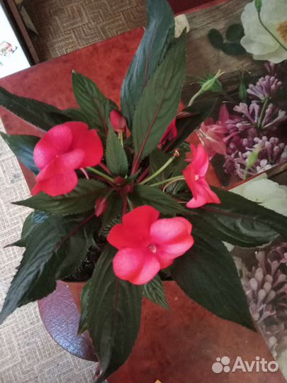 Комнатные растения