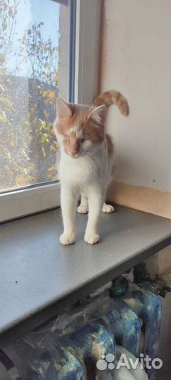 Ищет дом особенный котик Абрикос