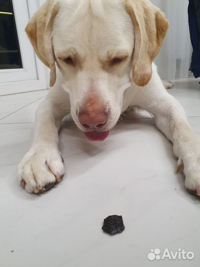 Лакомства для собак