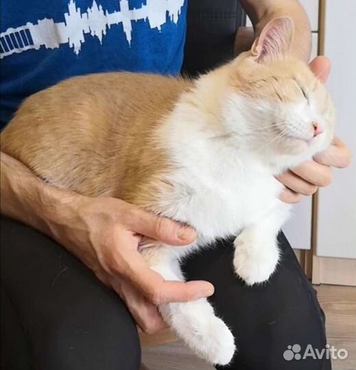Солнечная кошка Пичи