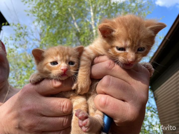 Котята в добрые руки