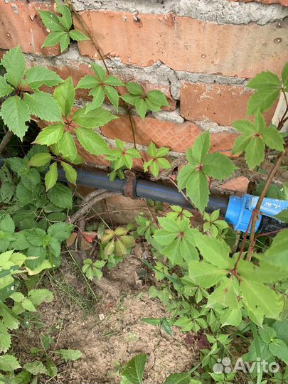 Девичий виноград большой