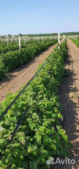 Саженец малины (разные сорта)