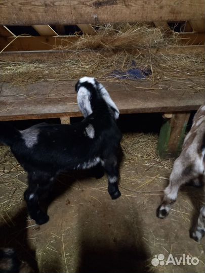 Козлики нубо- камори