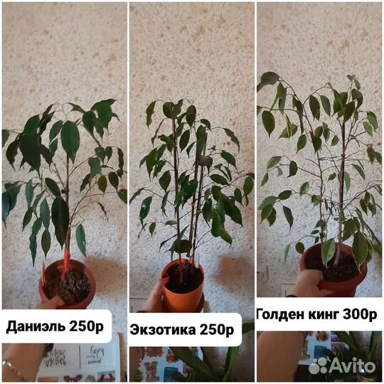 Продам фикусы,аглаонемы,декабрист,синг