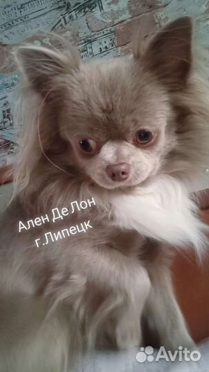Вязка чихуахуа