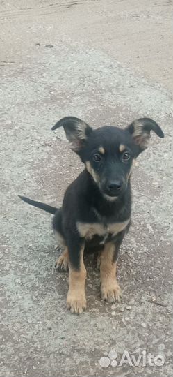 Щенки метисы в добрые руки