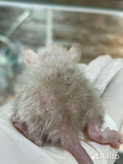 Крыса дамбо Девил Поинт Лонг