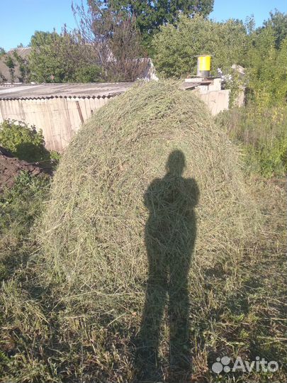 Сено люцерны