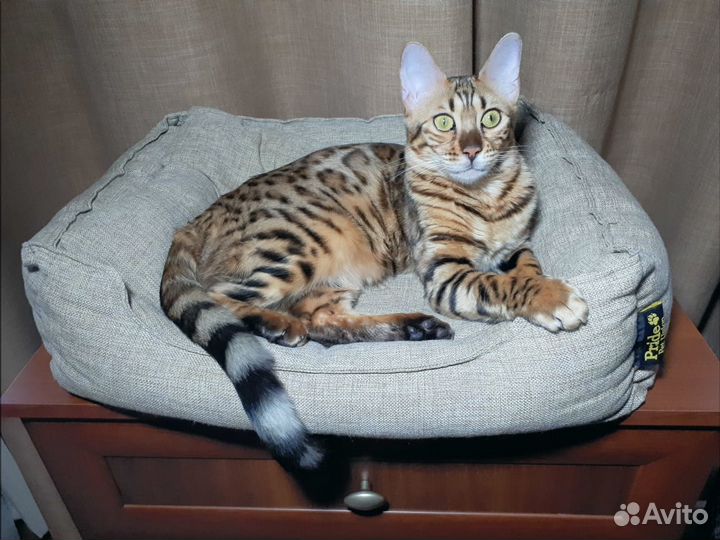 Бенгалята