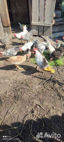 Молодые петухи