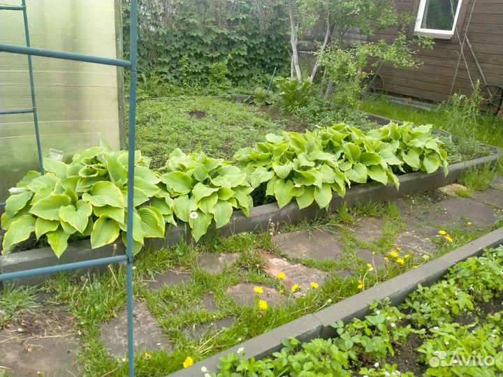 Земляника иХоста