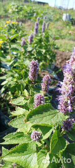 Мята корейская