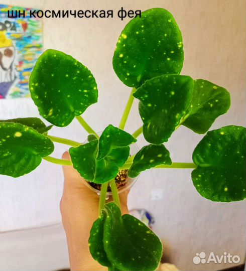 Сортовые фиалки детки,листики