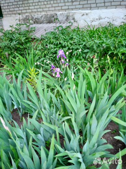 Ирисы бородатые