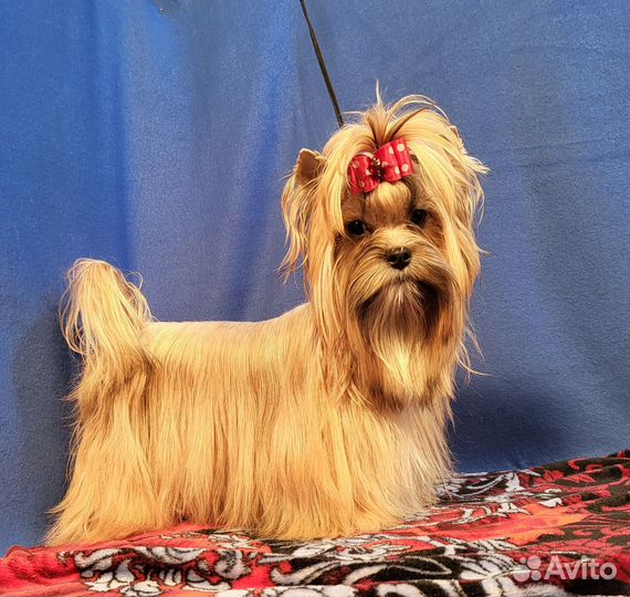 Щенки русская салонная золотая йорк бивер