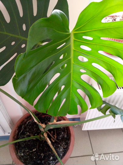 Монстера delica