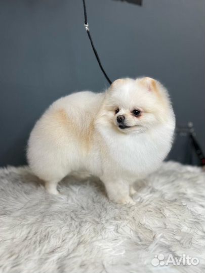 Акция -15 процентов на груминг