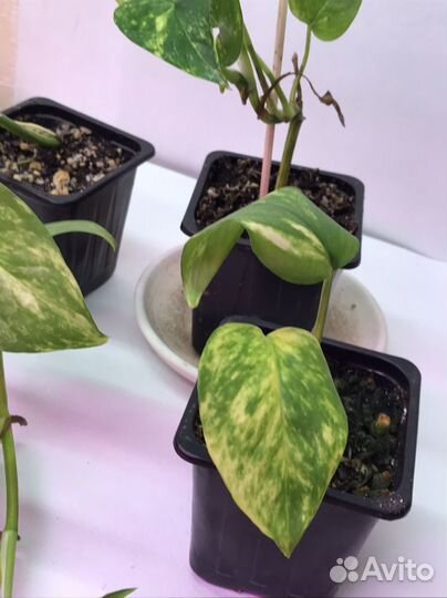 Эпипремнум золотистый сциндапсус