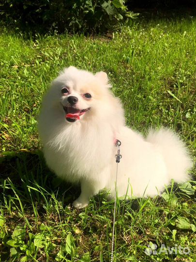 Померанский шпиц девочка