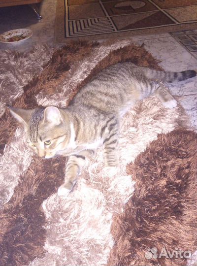 Кошка в дар