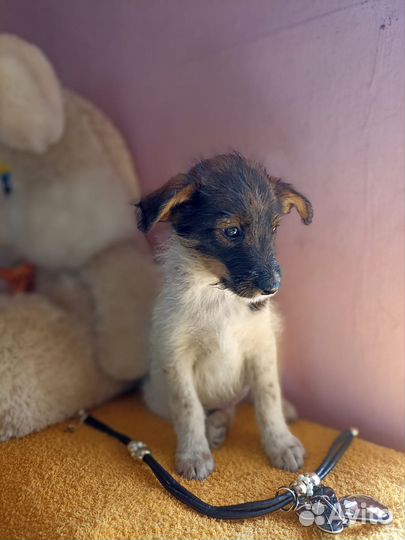 Милашка Буся ждёт Вас