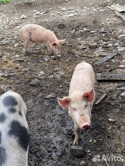 Поросята