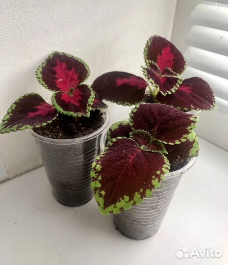 Комнатные цветы