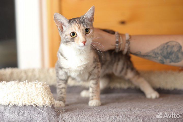 Спасите Соню. Трехцветная кошечка