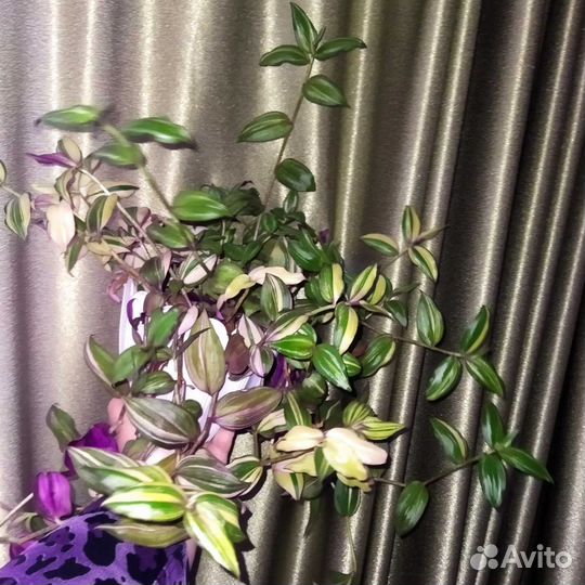 Традесканции