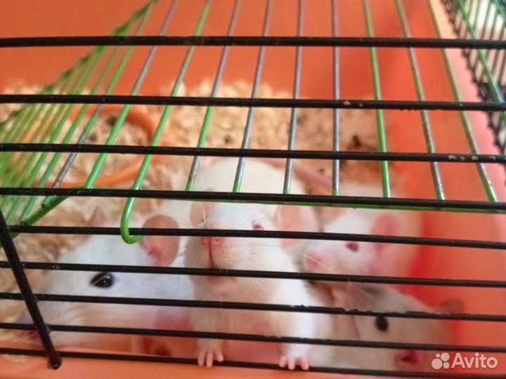 Крысы,Джамбо