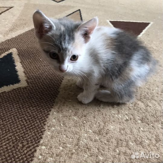 Кошки и кот