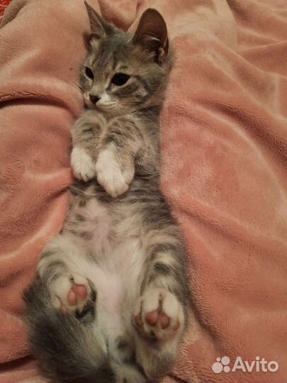 Котенок мальчик