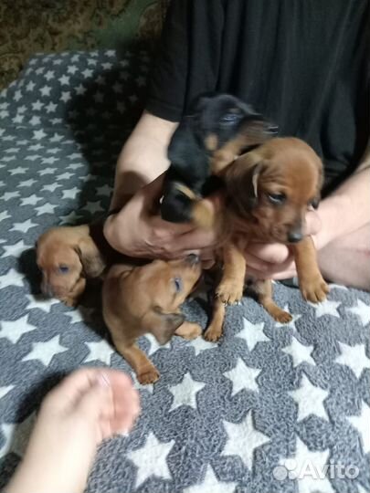 Карликовая такса щенки